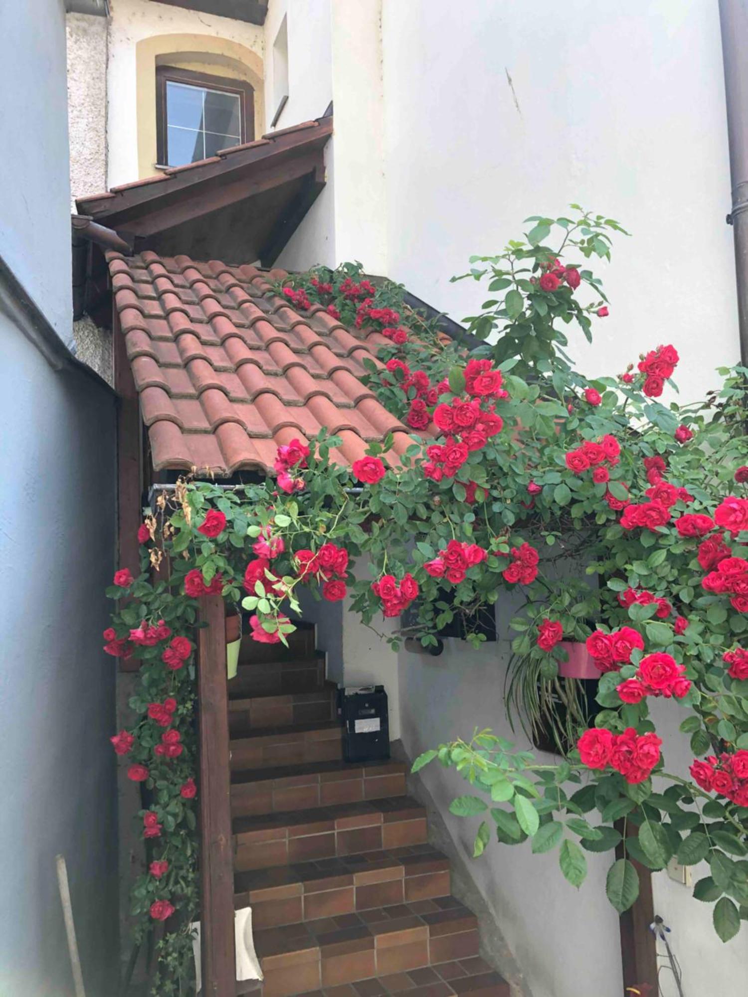 Appartement Im Rosenhof à Lindau  Extérieur photo